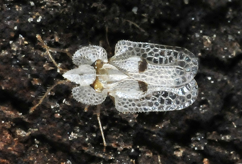 Tingidae:  Corythucha ciliata